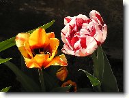 maminčiny tulipány