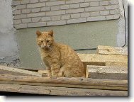Mikeš