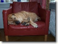 Maxi-velké mimi