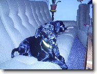 labrador+tajemství