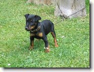 Jagdterrier Bony - štěně