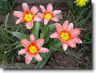 Tulipány