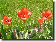 ...a zase tulipány