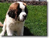 Fido bystří