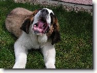 Fido - přichází únava