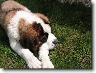 Fido odpočívá