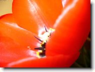 Tulipán