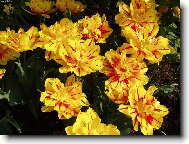 tulipány