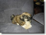 naše shih-tzunky