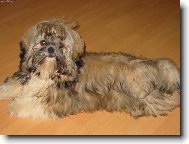 naše shih-tzunky
