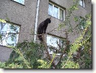 Mikeš