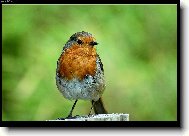 Červenka obecná (Erithacus rubecula)