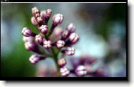 Syringa vulgaris - šeřík obecný