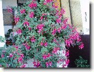 8 - letá fuchsie