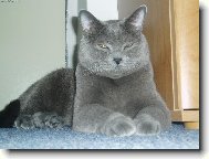 Tonánek
