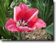 Tulipán