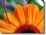 Oranž