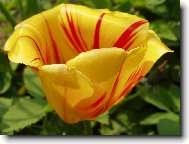 Tulipán