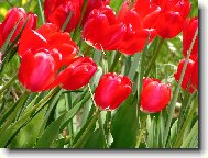Tulipány