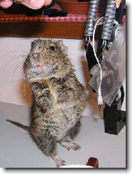 Osmák Degu