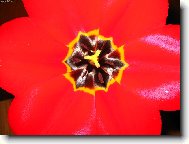 tulipán