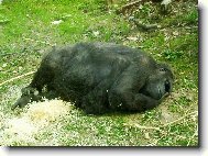 ZOO Lešná