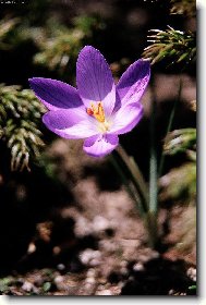 Krokus korsický