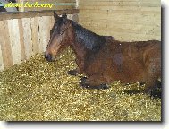 koník