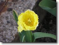 tulipán