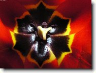 tulipán