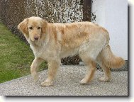 Ambruška