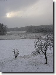 strom v zimě