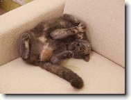 Odpolední siesta