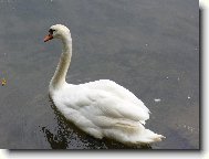 Labuť