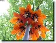 Fritillaria imperialis - řebčík královský