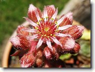 Netřesk - Sempervivum