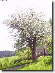 Rozkvetlá jabloň