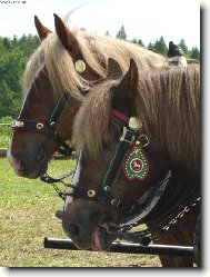 v zápřahu
