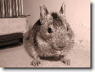 Osmák degu