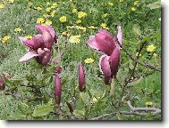 Květy magnolie