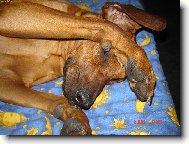 rhodeský ridgeback