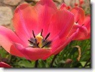 Tulipán