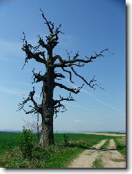 Opuštěný
