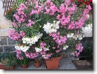 Oleander růžový jednoduchý, bílý složený
